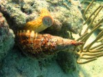cieloestrellas reef13.jpg